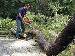 Best Hedge Trimming  in Holly Hill, SC